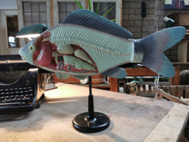 Vintage anatomical model fish/carp