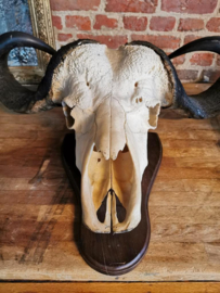 Cape buffalo skull