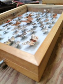 vintage butterfly display case