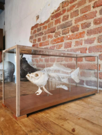 Vintage carp skeleton