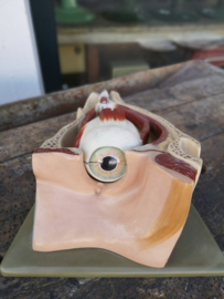 Old plaster anatomical eye model