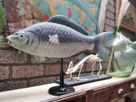 Vintage anatomical model fish/carp