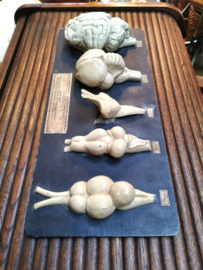 old plaster anatomical model