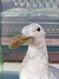 Vintage large taxidermy mounted european Herring Gull