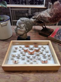 vintage butterfly display case