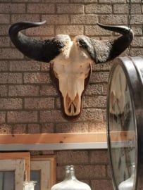 Cape buffalo skull