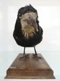 Old taxidermy Rook