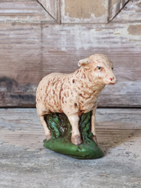 Schaap Gips