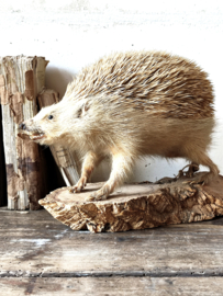 Egel Opgezet
