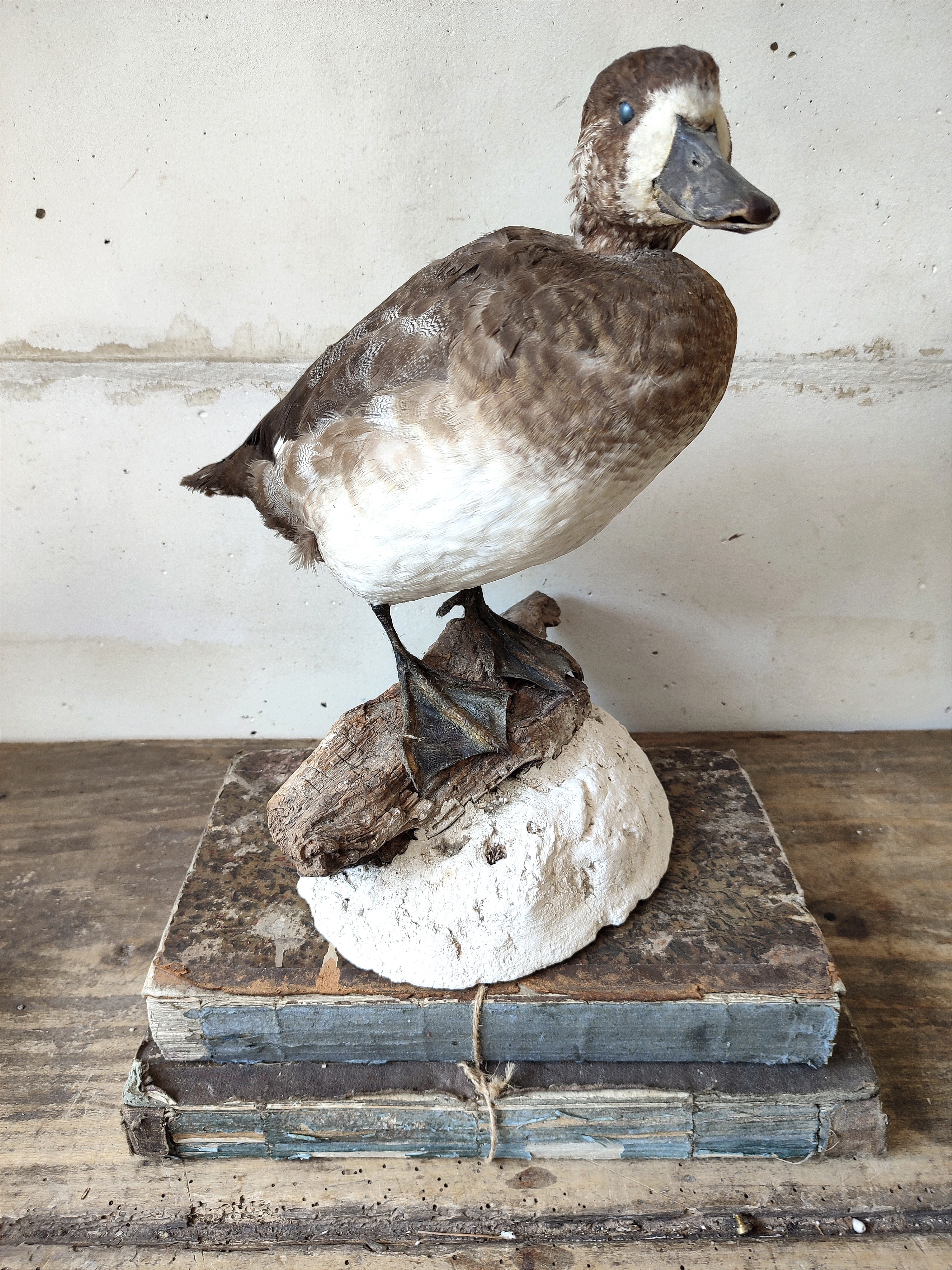Opgezette Dieren