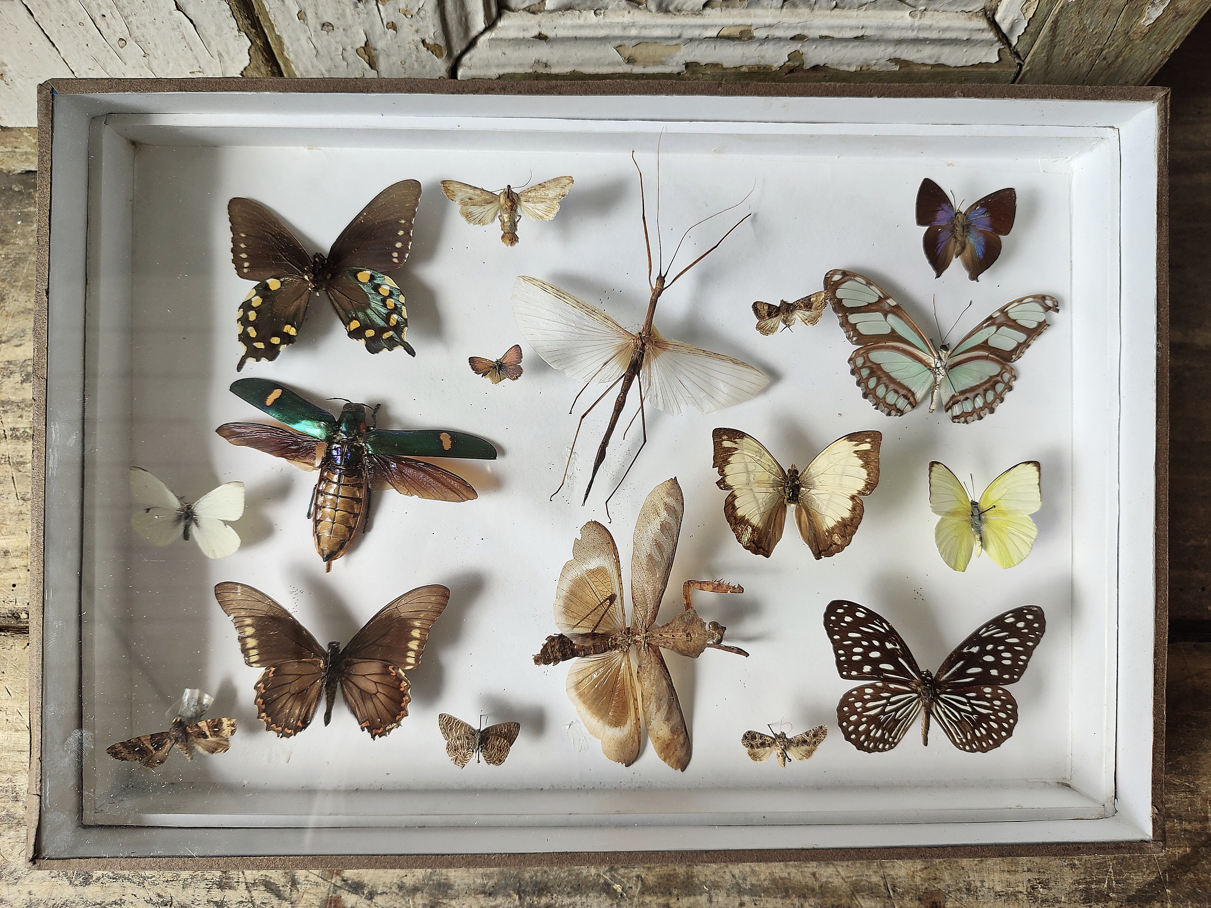 Vlinder / Insectenkast