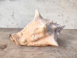 Conchshell