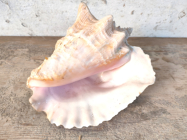 Conchshell