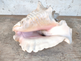 Conchshell