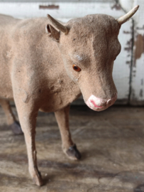 Antieke Flock Stier