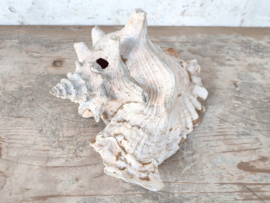 Conchshell
