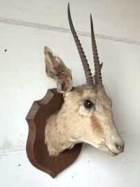 Gazelle