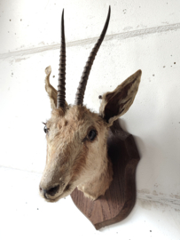 Gazelle