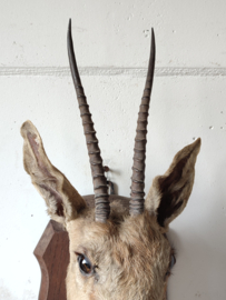 Gazelle