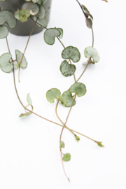 Ceropegia Woodii String of hearts Chinees lantaarn plantje