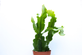 Epiphyllum crenatum beavertail cactus medium