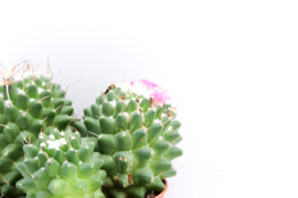 Mammillaria Polythele var Toluca cluster | Alle cactussen ...