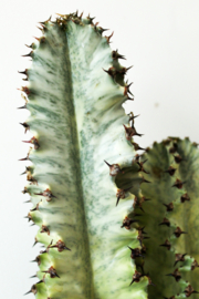 Euphorbia erythraeae variegata