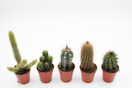 Interieur set 6st (5,5 cm) Cactus zuilen mix