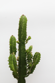 Euphorbia Ingens "Cowboyscactus"