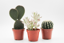 Cactus en vetplant mix 3 stuks in 8,5cm kweekpot