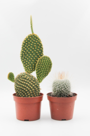 Cactus mix 2 stuks in 10,5cm kweekpot