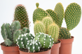 Interior set (10,5 cm) 5st Cactus