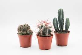 Cactus mix 3 stuks in 8,5cm kweekpot