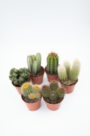 Interieur set (8,5 cm) 6st Cactus
