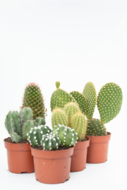 Interieur set (10,5 cm) 5st Cactus