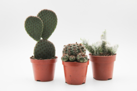 Cactus mix 3 stuks in 8,5cm kweekpot