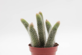 Cleistocactus winteri subs. colademononis ''apenstaart cactus"