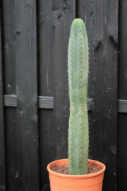 Trichocereus Pachanoi Cactus big