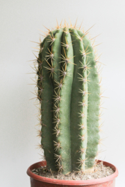 Trichocereus Terscheckii Cactus BIG