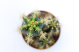 Pilosocereus Azureus cactus