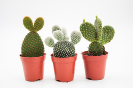 Opuntia mickey mouse mix "Budget prikker"