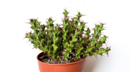 Euphorbia Lenewtonii