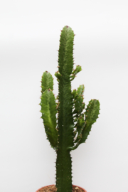 Euphorbia Ingens Cowboyscactus Big
