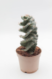 Cereus Jamacaru Spiralis Cactus