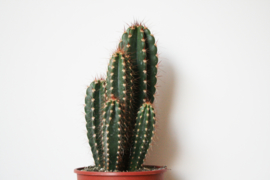 Neocardenasia Cactus  Herzogiana