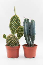 Cactus mix 2 stuks in 10,5cm kweekpot