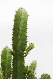 Euphorbia Ingens "Cowboyscactus"