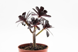 Aeonium arboreum var. atropurpureum ''Schwarzkopf'' Bonsai!