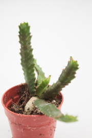Euphorbia Stellata "Budget prikker special"