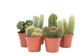 Interior set (8,5 cm) 6st Cactus